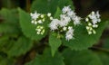 White Snakeroot Ã¢â¬â Eupatorium rugosum